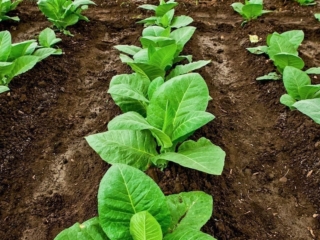 Dominican Republic Cigar Manufacturing - Commercial Photography for Marketing, Advertising &amp; Website Design - Palm Island Creative