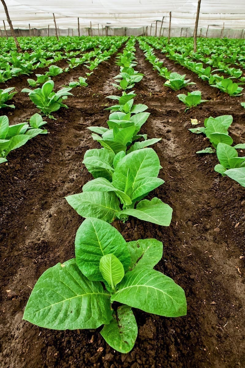 Commercial-Promotional-Photography-Dominican-Republic-Cigar-factory-Manufacturing-03 Dominican Republic Cigar Manufacturing - Commercial Photography for Marketing, Advertising & Website Design - Palm Island Creative