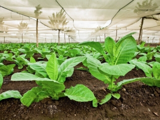 Dominican Republic Cigar Manufacturing - Commercial Photography for Marketing, Advertising &amp; Website Design - Palm Island Creative