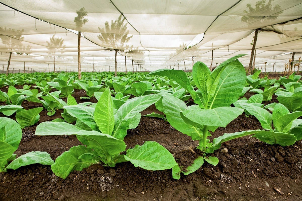 Commercial-Promotional-Photography-Dominican-Republic-Cigar-factory-Manufacturing-04 Dominican Republic Cigar Manufacturing - Commercial Photography for Marketing, Advertising & Website Design - Palm Island Creative