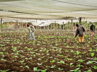 Dominican Republic Cigar Manufacturing - Commercial Photography for Marketing, Advertising &amp; Website Design - Palm Island Creative