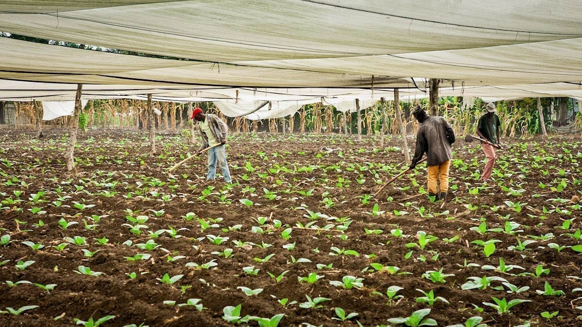 Commercial-Promotional-Photography-Dominican-Republic-Cigar-factory-Manufacturing-05 Dominican Republic Cigar Manufacturing - Commercial Photography for Marketing, Advertising & Website Design - Palm Island Creative