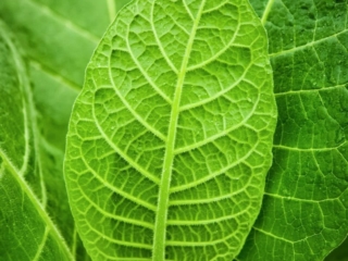 Dominican Republic Cigar Manufacturing - Commercial Photography for Marketing, Advertising &amp; Website Design - Palm Island Creative