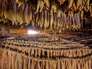 Dominican Republic Cigar Manufacturing - Commercial Photography for Marketing, Advertising &amp; Website Design - Palm Island Creative