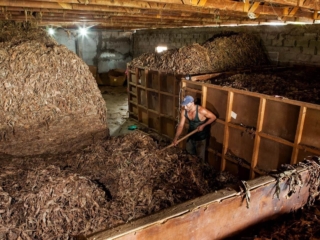 Dominican Republic Cigar Manufacturing - Commercial Photography for Marketing, Advertising &amp; Website Design - Palm Island Creative