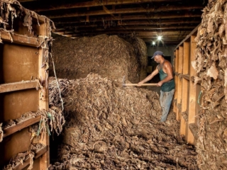Dominican Republic Cigar Manufacturing - Commercial Photography for Marketing, Advertising &amp; Website Design - Palm Island Creative