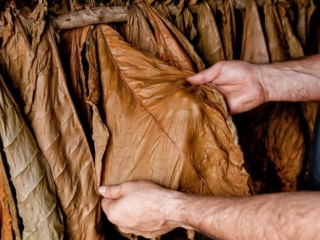 Dominican Republic Cigar Manufacturing - Commercial Photography for Marketing, Advertising &amp; Website Design - Palm Island Creative