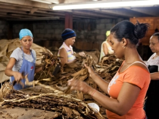 Dominican Republic Cigar Manufacturing - Commercial Photography for Marketing, Advertising &amp; Website Design - Palm Island Creative
