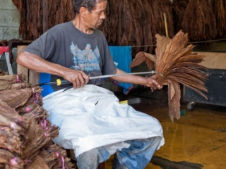 Dominican Republic Cigar Manufacturing - Commercial Photography for Marketing, Advertising &amp; Website Design - Palm Island Creative