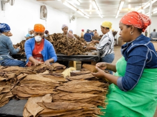 Dominican Republic Cigar Manufacturing - Commercial Photography for Marketing, Advertising &amp; Website Design - Palm Island Creative