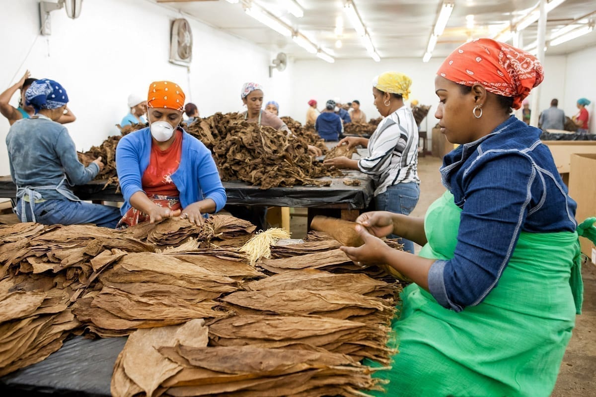 Commercial-Promotional-Photography-Dominican-Republic-Cigar-factory-Manufacturing-27 Dominican Republic Cigar Manufacturing - Commercial Photography for Marketing, Advertising & Website Design - Palm Island Creative