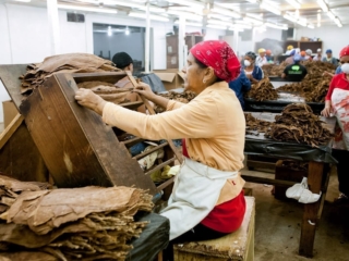 Dominican Republic Cigar Manufacturing - Commercial Photography for Marketing, Advertising &amp; Website Design - Palm Island Creative