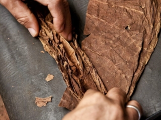 Dominican Republic Cigar Manufacturing - Commercial Photography for Marketing, Advertising &amp; Website Design - Palm Island Creative