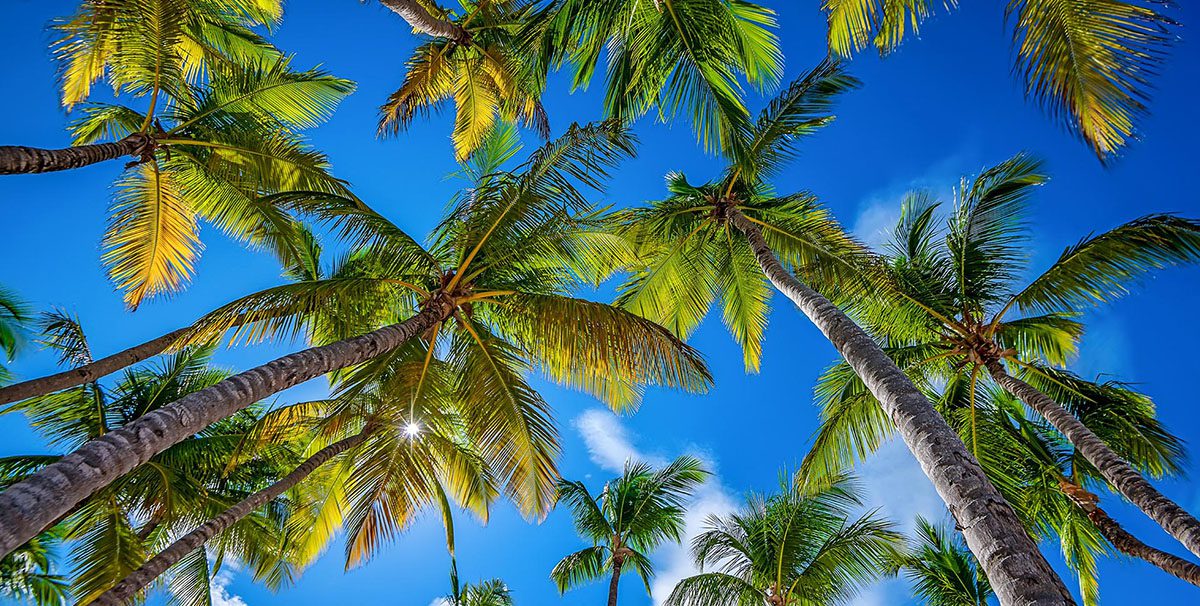 Photo Collections - Explore - Palm Island Creative