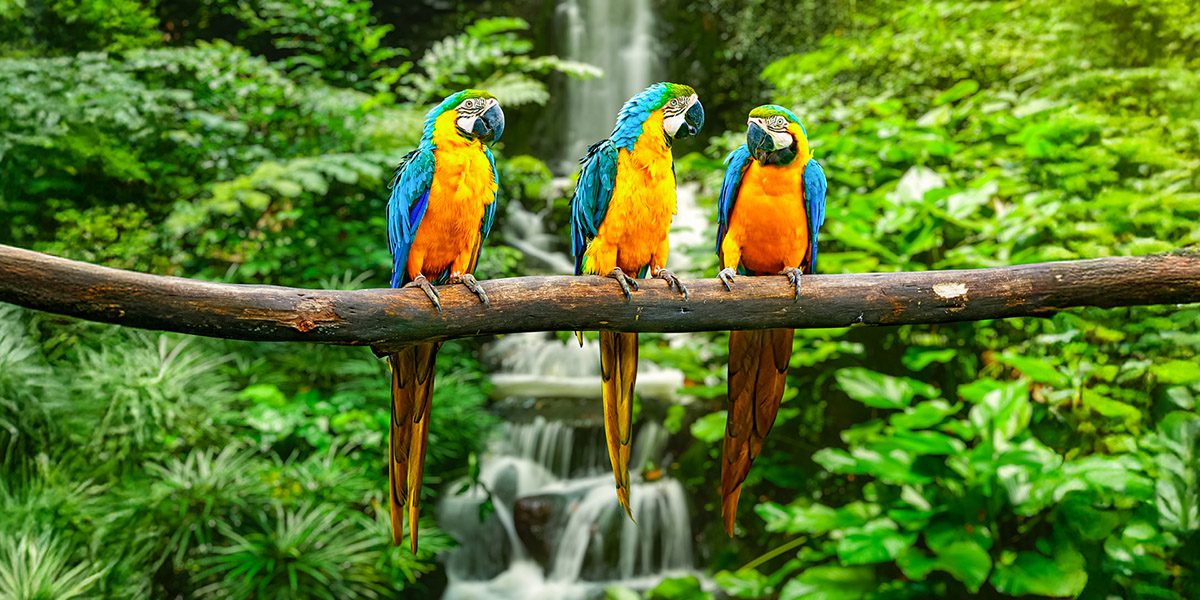 Website Design - Social Media Branding - Create - Palm Island Creative