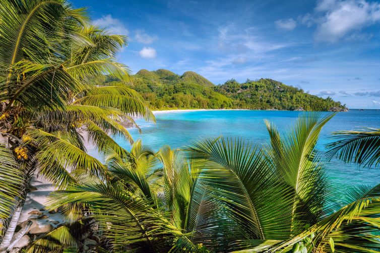 Brand Marketing - Digital Assets- Thrive - Palm Island Creative