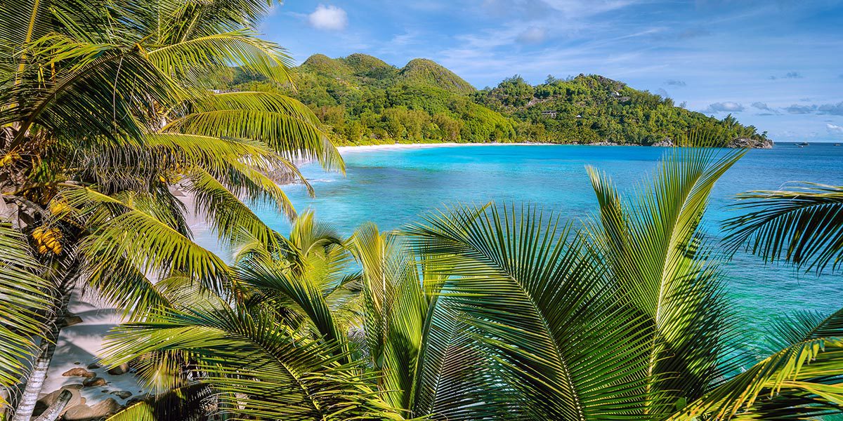 Brand Marketing - Digital Assets- Thrive - Palm Island Creative