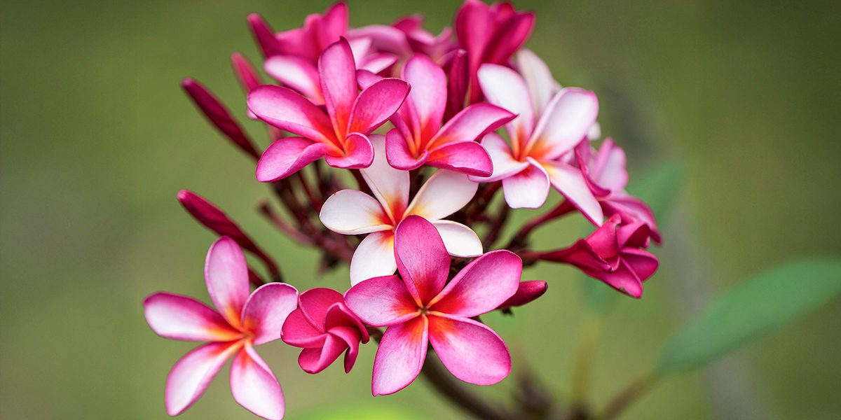 Brand Marketing - Seasonal & Promotional Campaigns - Thrive - Palm Island Creative