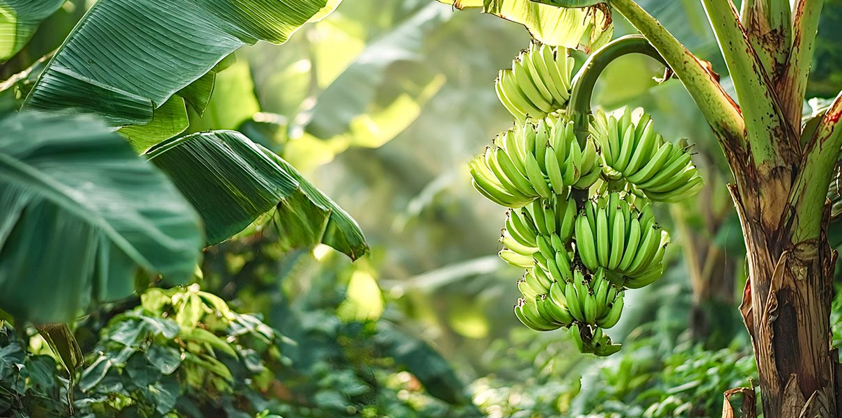 Logo Design - Graphic & Text Concepts - Create - Palm Island Creative