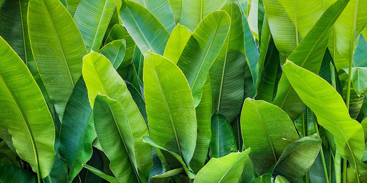 SEO & AI Search - AI SEO - Thrive - Palm Island Creative