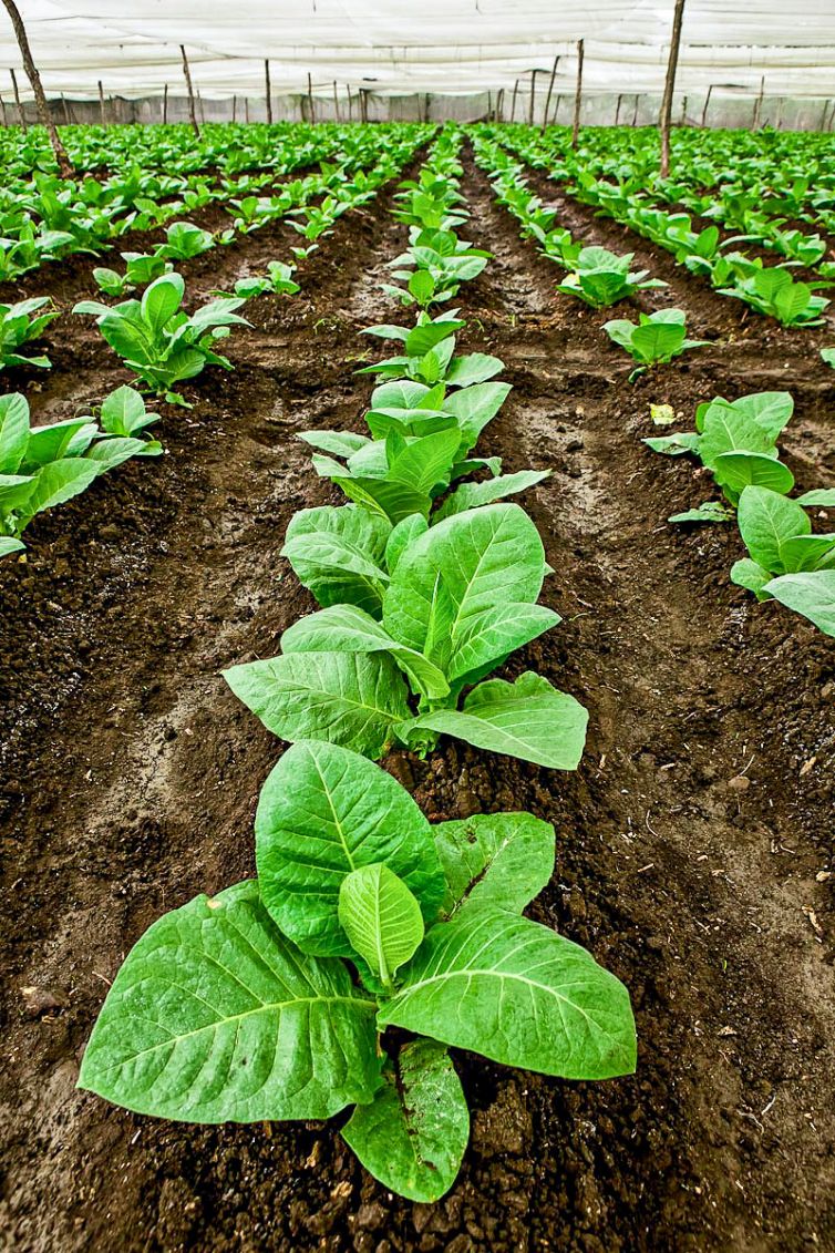Cigar Photography - A Journey From Cultivated Seed To Distinguished Smoke - From Leaf to Transformation - Dominican Republic - Palm Island Creative