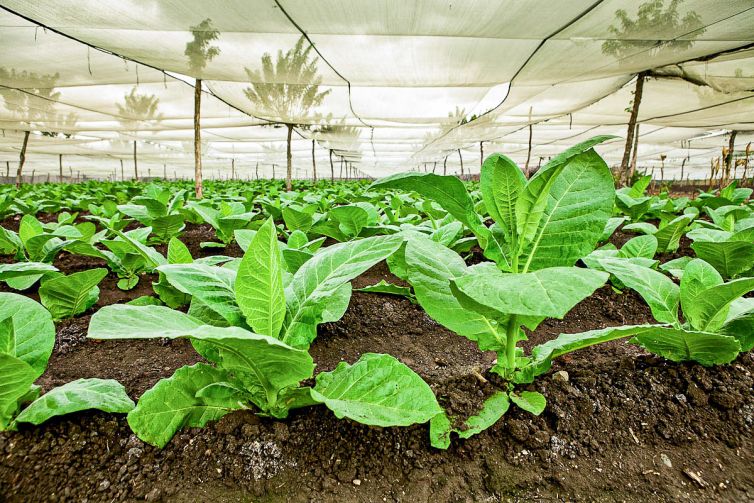 Cigar Photography - A Journey From Cultivated Seed To Distinguished Smoke - From Leaf to Transformation - Dominican Republic - Palm Island Creative