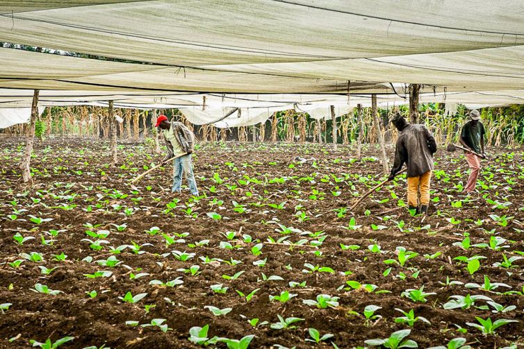 Cigar Photography - A Journey From Cultivated Seed To Distinguished Smoke - From Leaf to Transformation - Dominican Republic - Palm Island Creative