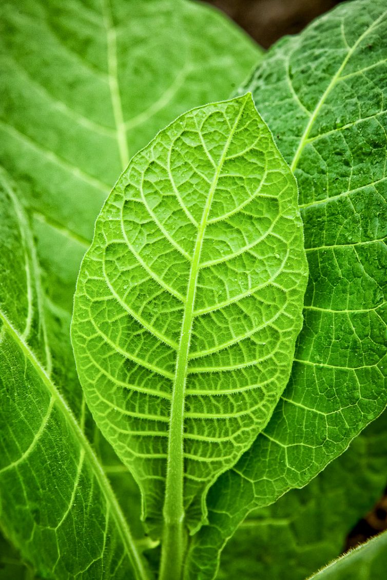 Cigar Photography - A Journey From Cultivated Seed To Distinguished Smoke - From Leaf to Transformation - Dominican Republic - Palm Island Creative