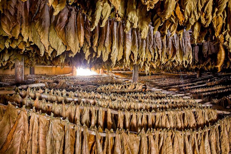 Cigar Photography - A Journey From Cultivated Seed To Distinguished Smoke - From Leaf to Transformation - Dominican Republic - Palm Island Creative