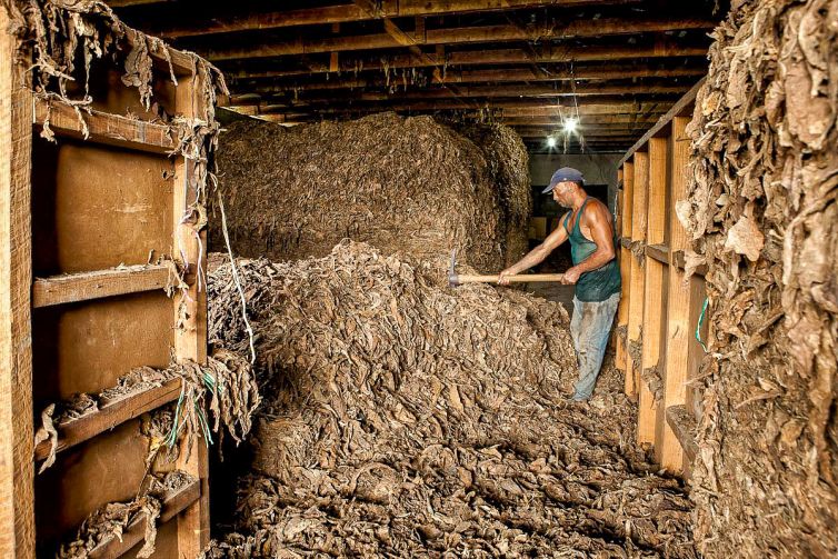 Cigar Photography - A Journey From Cultivated Seed To Distinguished Smoke - From Leaf to Transformation - Dominican Republic - Palm Island Creative