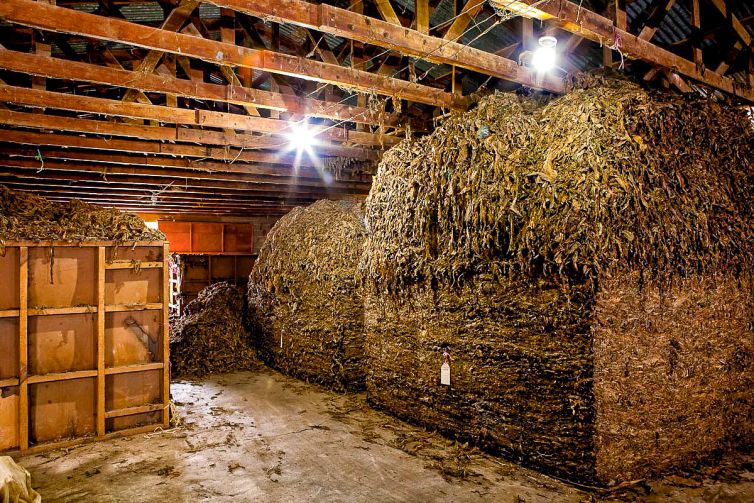 Cigar Photography - A Journey From Cultivated Seed To Distinguished Smoke - From Leaf to Transformation - Dominican Republic - Palm Island Creative