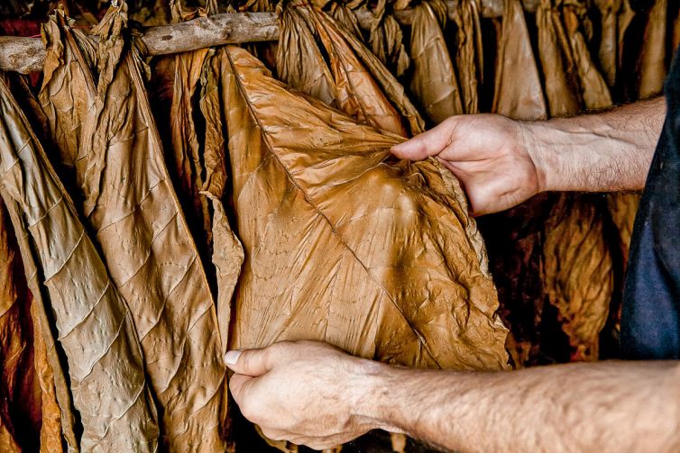 Cigar Photography - A Journey From Cultivated Seed To Distinguished Smoke - From Leaf to Transformation - Dominican Republic - Palm Island Creative