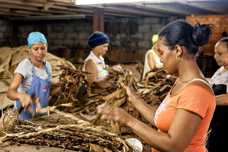 Cigar Photography - A Journey From Cultivated Seed To Distinguished Smoke - Fermentation & Aging - Dominican Republic - Palm Island Creative