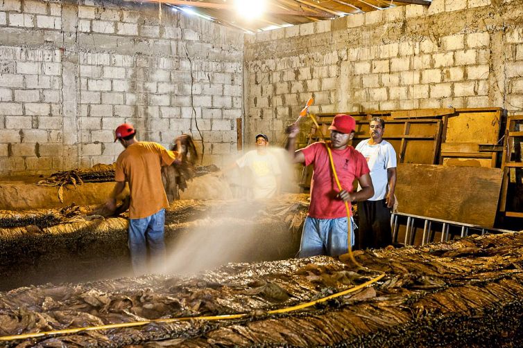 Cigar Photography - A Journey From Cultivated Seed To Distinguished Smoke - Fermentation & Aging - Dominican Republic - Palm Island Creative