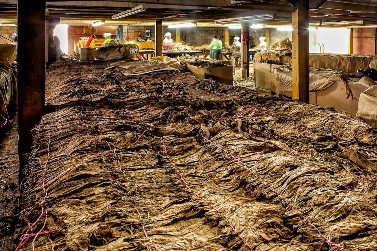 Cigar Photography - A Journey From Cultivated Seed To Distinguished Smoke - Fermentation & Aging - Dominican Republic - Palm Island Creative