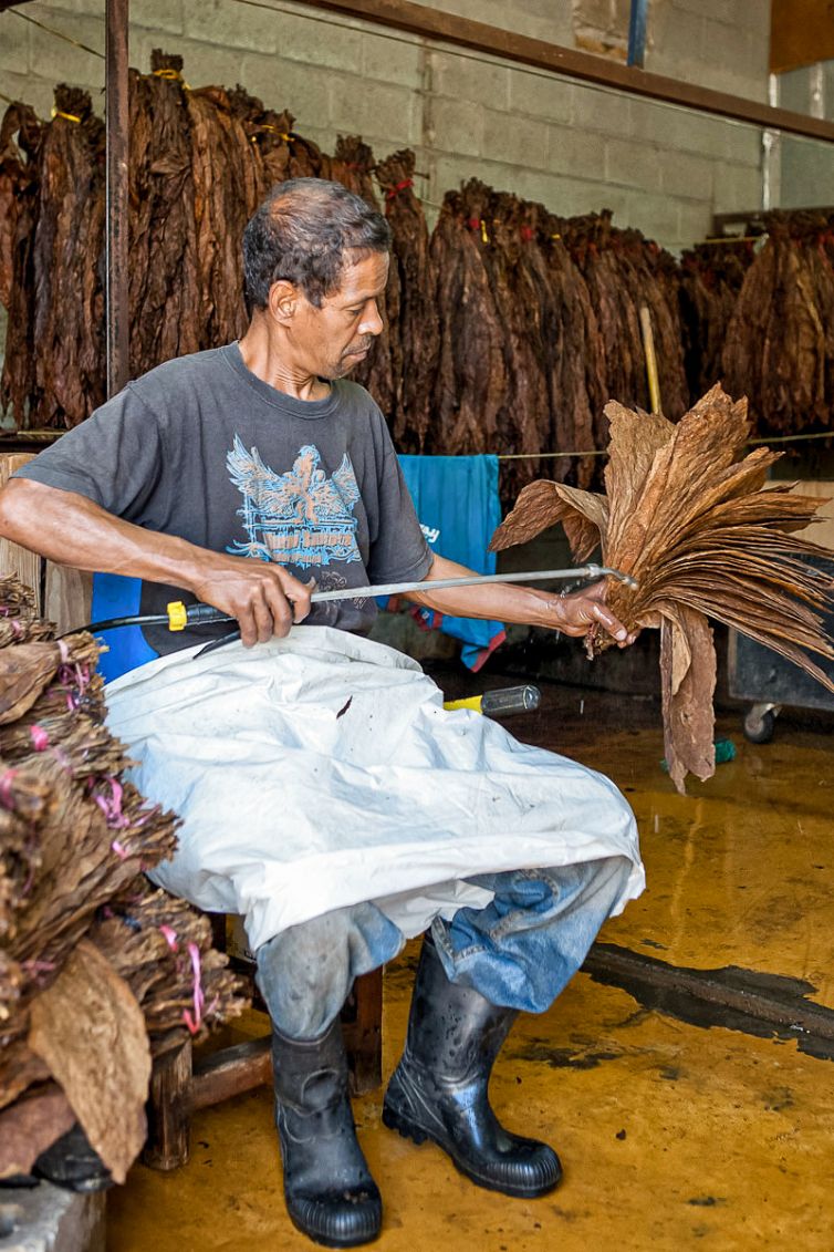 Cigar Photography - A Journey From Cultivated Seed To Distinguished Smoke - Sorting, Blending, & Rolling - Dominican Republic - Palm Island Creative