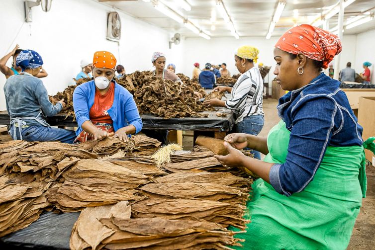 Cigar Photography - A Journey From Cultivated Seed To Distinguished Smoke - Sorting, Blending, & Rolling - Dominican Republic - Palm Island Creative