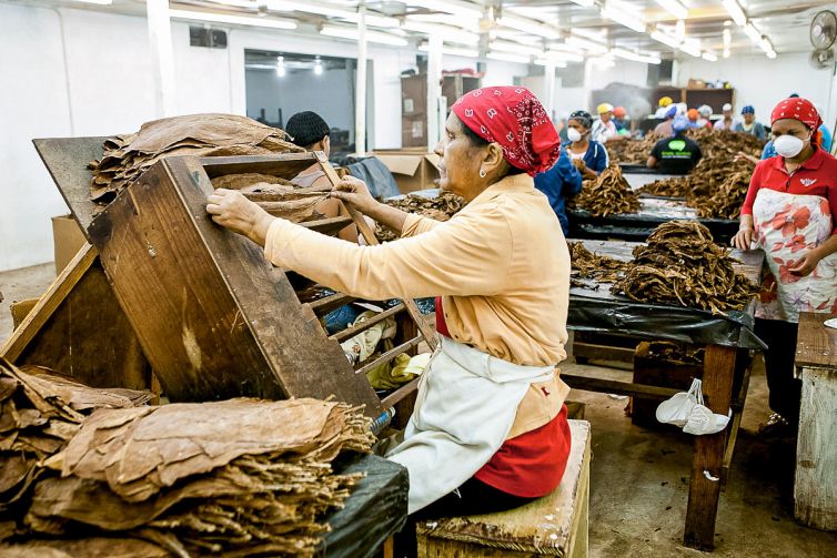 Cigar Photography - A Journey From Cultivated Seed To Distinguished Smoke - Sorting, Blending, & Rolling - Dominican Republic - Palm Island Creative