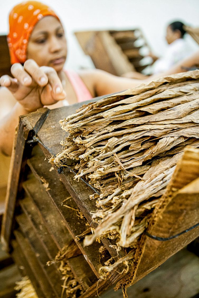 Cigar Photography - A Journey From Cultivated Seed To Distinguished Smoke - Sorting, Blending, & Rolling - Dominican Republic - Palm Island Creative