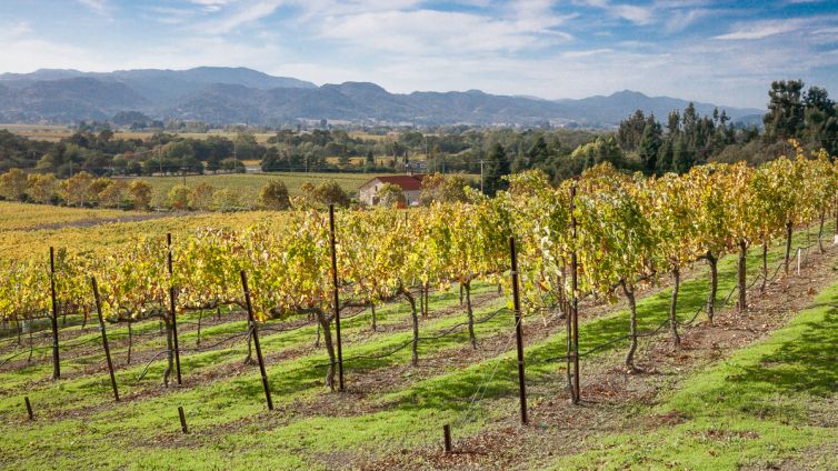 Travel Photography - Wine Country - A Shared Adventure In The Vineyards- Palm Island Creative