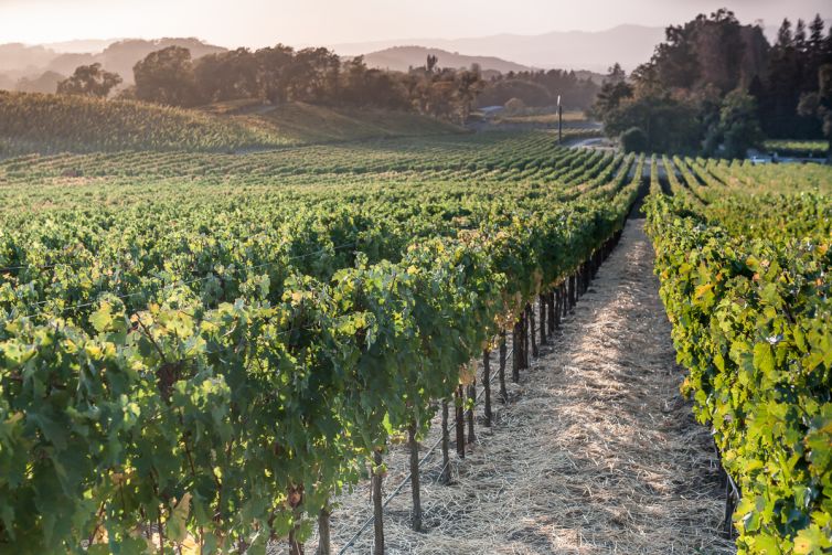 Travel Photography - Wine Country - A Shared Adventure In The Vineyards- Palm Island Creative