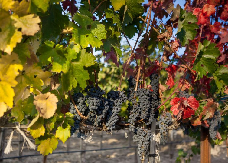 Travel Photography - Wine Country - A Shared Adventure In The Vineyards- Palm Island Creative