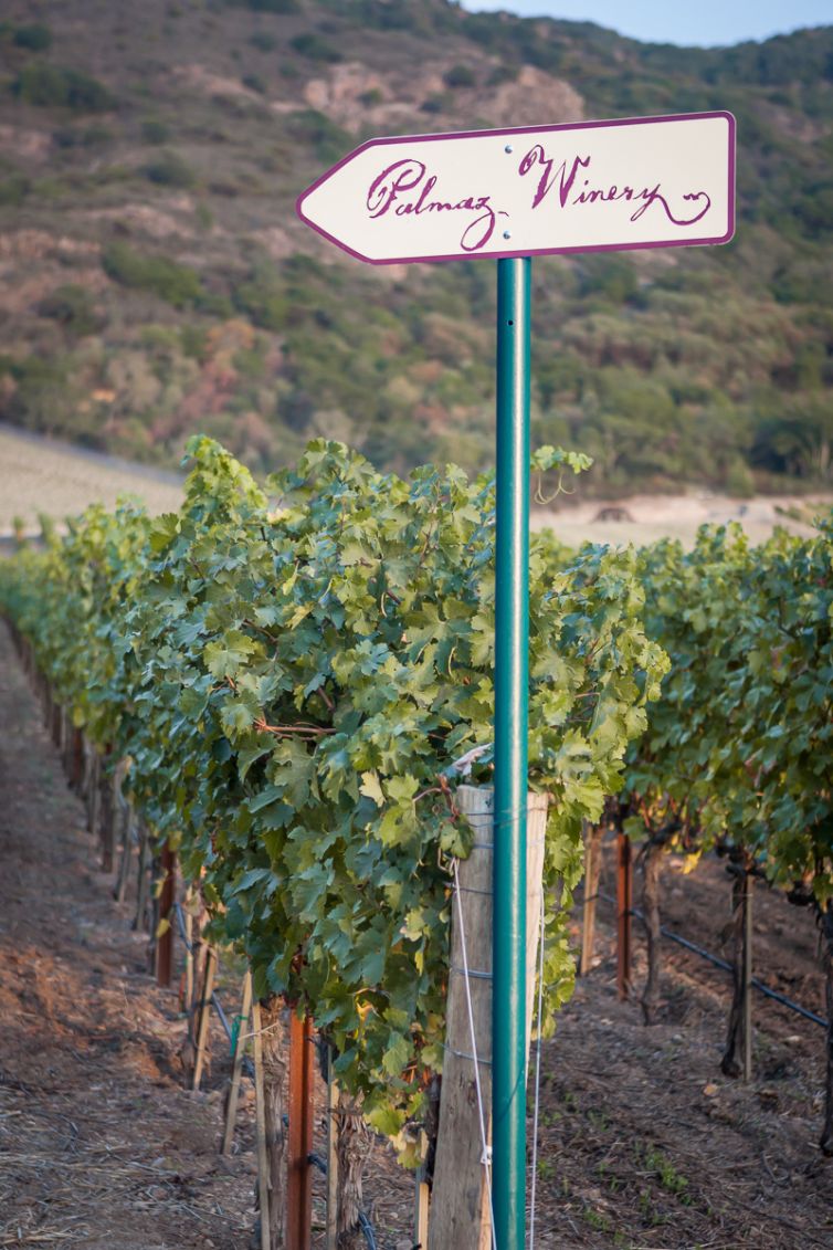 Travel Photography - Wine Country - A Shared Adventure In The Vineyards- Palm Island Creative