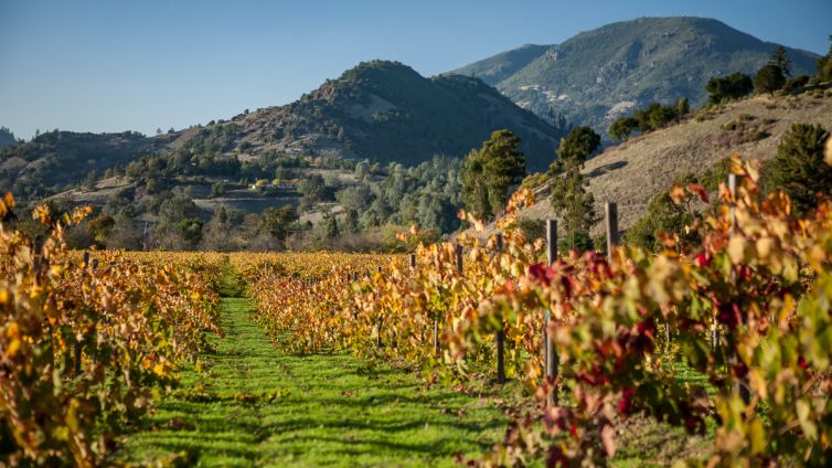 Travel Photography - Wine Country - A Shared Adventure In The Vineyards- Palm Island Creative