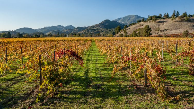 Travel Photography - Wine Country - A Shared Adventure In The Vineyards- Palm Island Creative