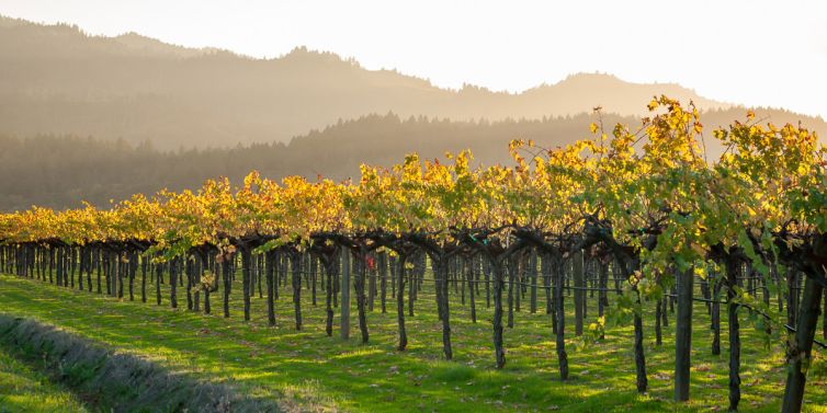 Travel Photography - Wine Country - A Shared Adventure In The Vineyards- Palm Island Creative