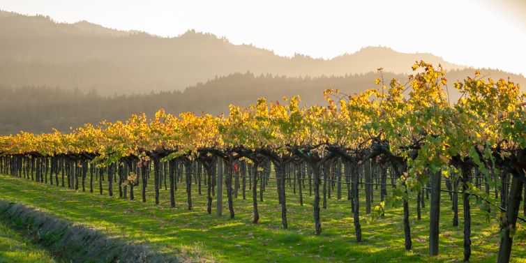 Travel Photography - Wine Country - A Shared Adventure In The Vineyards- Palm Island Creative