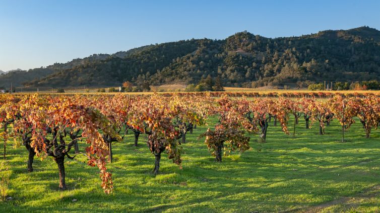 Travel Photography - Wine Country - A Shared Adventure In The Vineyards- Palm Island Creative