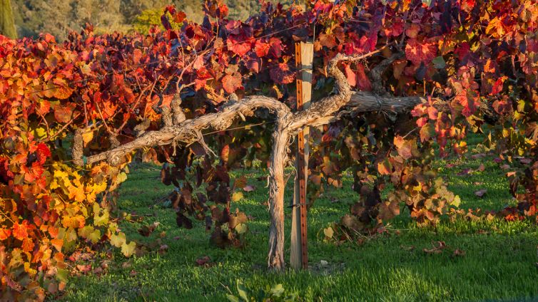 Travel Photography - Wine Country - A Shared Adventure In The Vineyards- Palm Island Creative