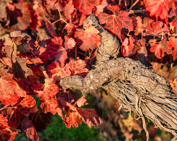 Travel Photography - Wine Country - A Shared Adventure In The Vineyards- Palm Island Creative